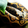Rainbow Boa